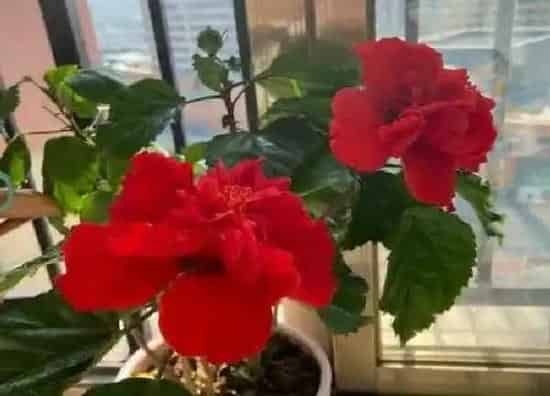 植物浇水|扶桑花水浇多了怎么办