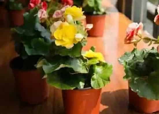 植物价格|海棠花多少钱一盆
