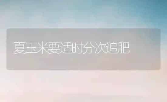 夏玉米要适时分次追肥 | 粮油作物种植