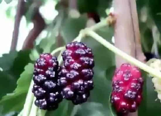 水果科普|桑葚是热带水果吗