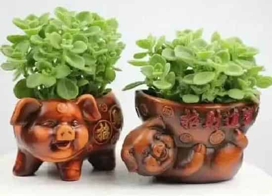 掉叶子|碰碰香掉叶子怎么办