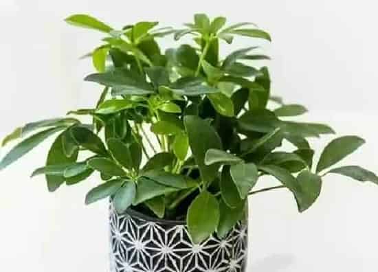植物移栽|鸭脚木夏天可以换盆吗 换盆季节及移栽注意事项