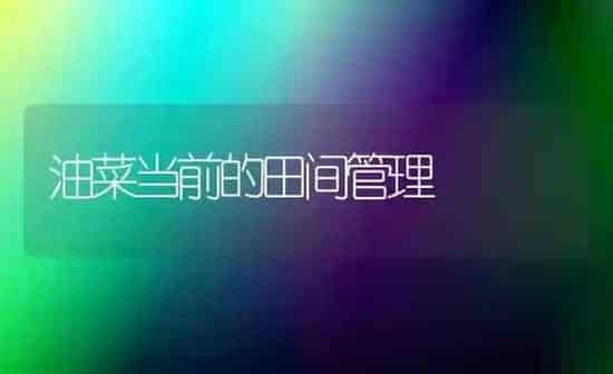 油菜当前的田间管理 | 粮油作物种植