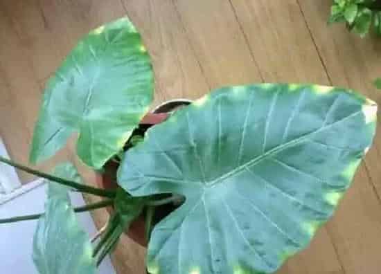 植物浇水|滴水观音多久浇一次水