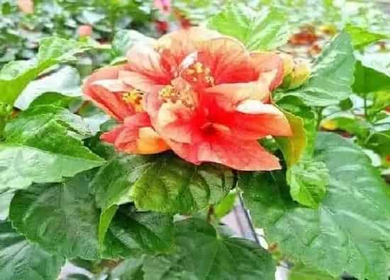 植物浇水|扶桑花水浇多了怎么办
