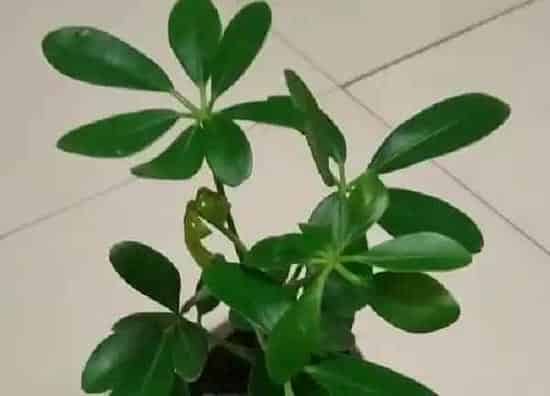 植物移栽|鸭脚木夏天可以换盆吗 换盆季节及移栽注意事项
