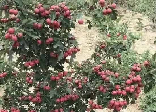 果实成熟|山楂几月份成熟采摘 采摘最佳时节