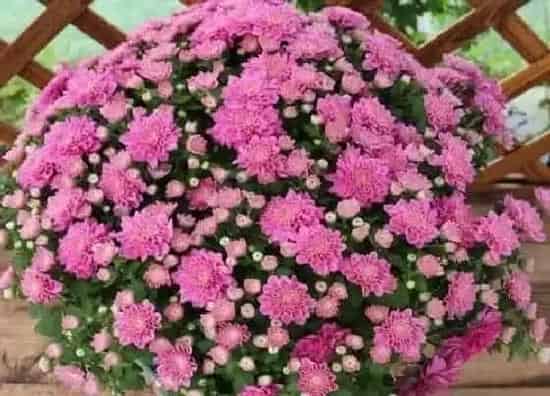 室内摆放|菊花适合在室内养吗
