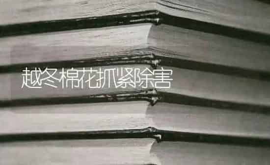 越冬棉花抓紧除害 | 粮油作物种植