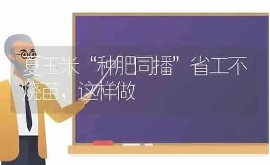 夏玉米“种肥同播”省工不烧苗,这样做 | 粮油作物种植