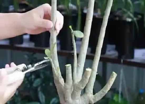 植物修剪|沙漠玫瑰什么时候剪枝最好