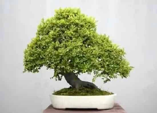 掉叶子|榆树盆景冬天落叶吗