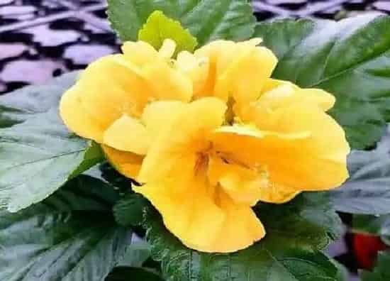 植物浇水|扶桑花水浇多了怎么办