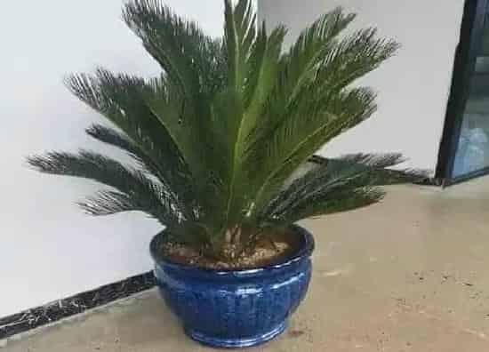 生长环境|铁树生长温度是多少度