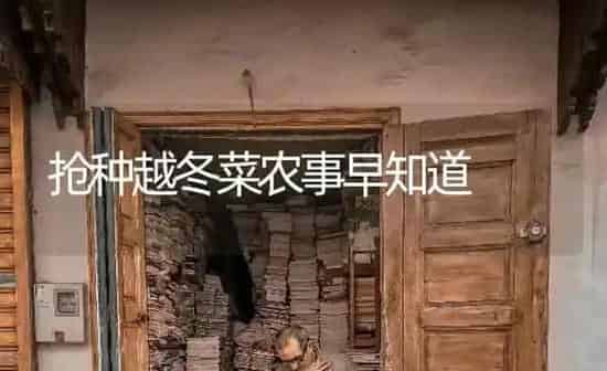 抢种越冬菜农事早知道 | 蔬菜种植