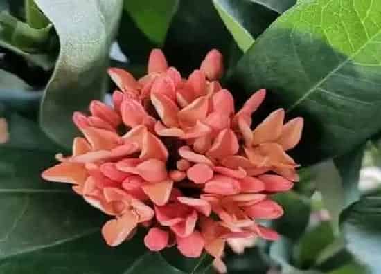 植物修剪|龙船花怎么修剪方法