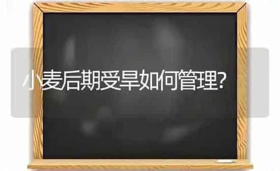小麦后期受旱如何管理？ | 粮油作物种植