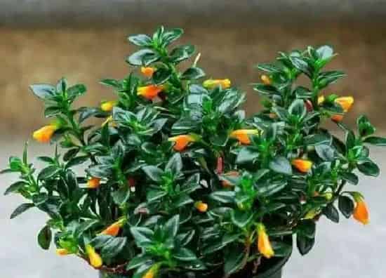 养殖科普|吊兰喜阴还是喜阳光的植物