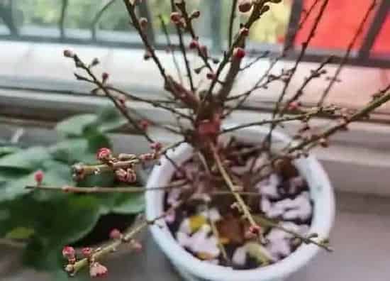 植物百科|冬天冻不死的花卉有哪些