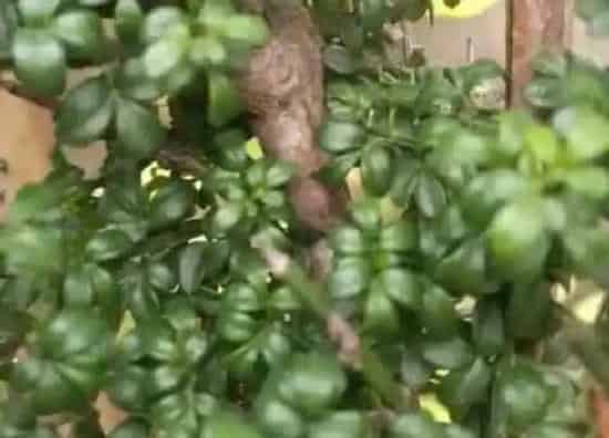 叶蔫|迎春花叶子发蔫原因及补救方法