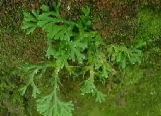 植物百科|还魂草是什么植物