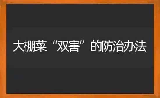 大棚菜“双害”的防治办法 | 蔬菜种植