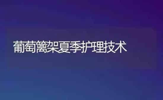 葡萄篱架夏季护理技术 | 瓜果种植