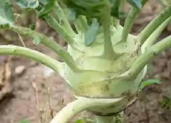 习性特点|大头菜长什么样子