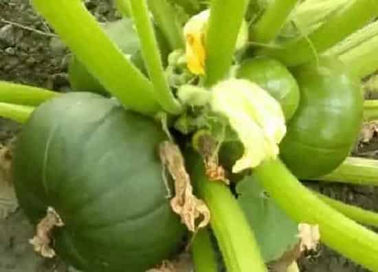 不开花|南瓜为什么不开花