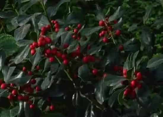 植物种类|小红果子是什么树 结什么果实