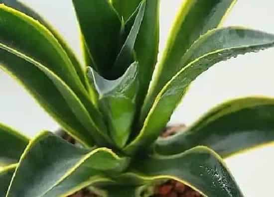 植物种类|龙舌兰是多肉植物吗