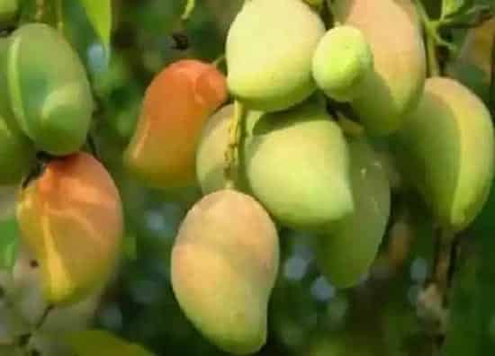 水果科普|青芒果放多久才自然熟 硬青芒果放几天可以成熟