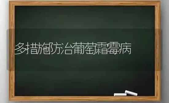 多措施防治葡萄霜霉病 | 瓜果种植