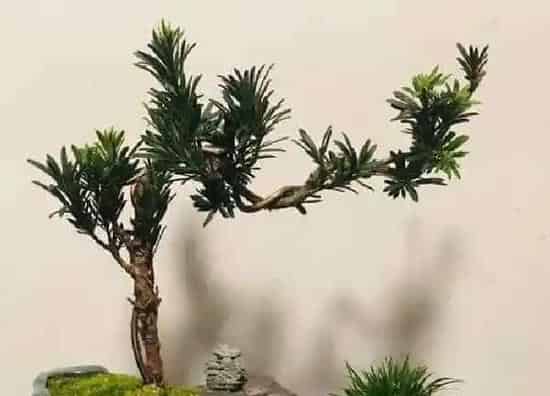 植物浇水|罗汉松多长时间浇一次水