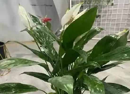 卧室摆放|一帆风顺能放在卧室吗