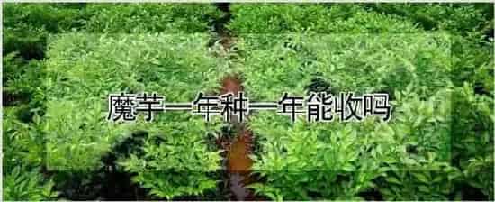 魔芋一年种一年能收吗 | 养殖技术
