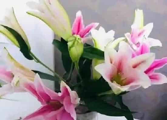 养殖方法|百合花用什么水养