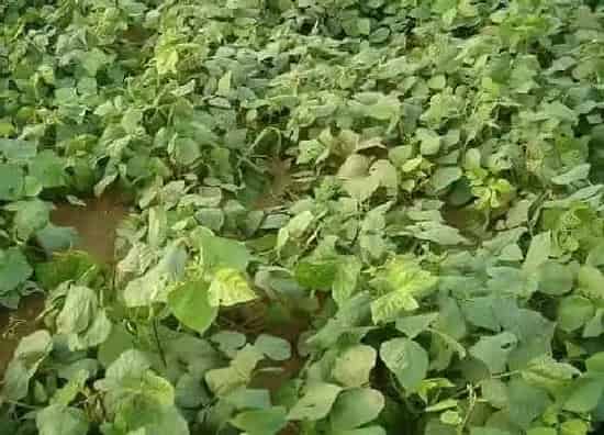 植物施肥|绿豆底肥放什么肥好，底肥施用方法）