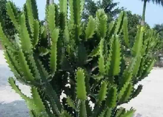 养殖方法|巴西龙骨的养殖方法和注意事项有哪些