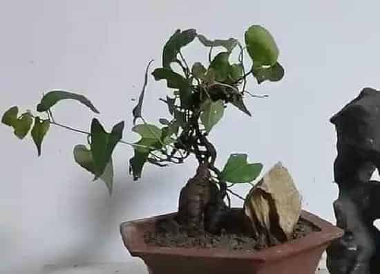 习性特点|何首乌开花是什么样子的（开花图片）
