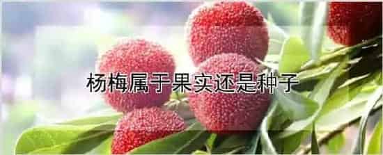 杨梅属于果实还是种子 | 种植技术