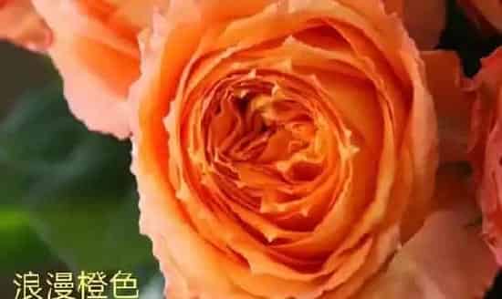 养殖科普|浪漫橙色月季的优缺点