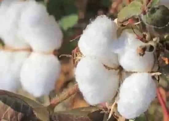 种植管理|棉花几月份种植合适