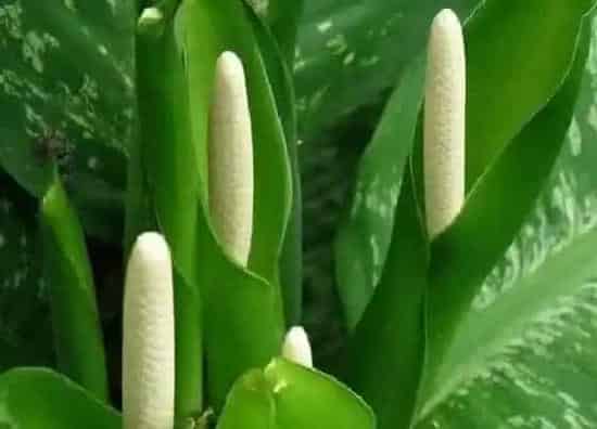 植物百科|万年青开花吗 开的花什么样子