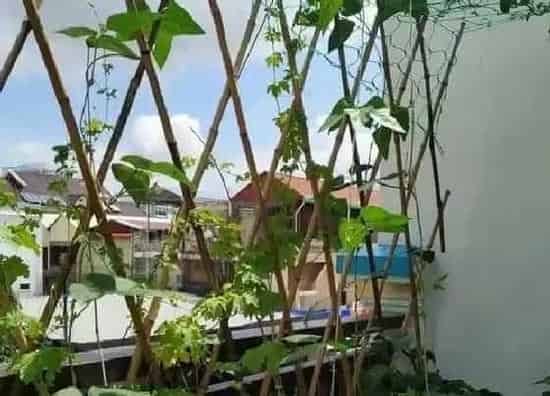 果实成熟|豇豆什么季节成熟上市