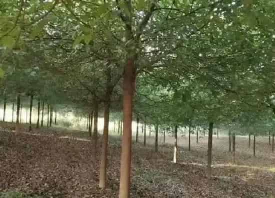 植物繁殖|香樟树怎么繁殖 播种与扦插繁殖方法