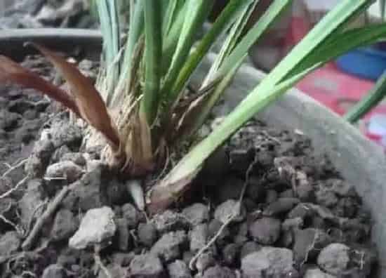 种植土壤|兰花土可以种多肉吗