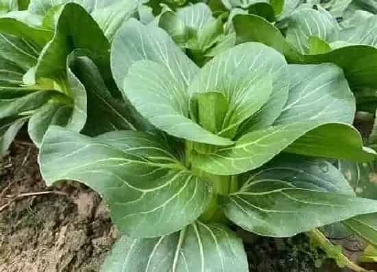 植物播种|青菜什么时候播种合适