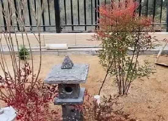 种植管理|南天竹几年结果实