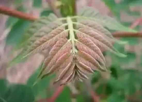 植物百科|香椿有籽吗
